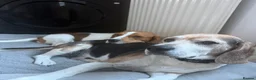 Beagle dogs for sale: Beagle puppies 🐶🐾 - Advert 10
