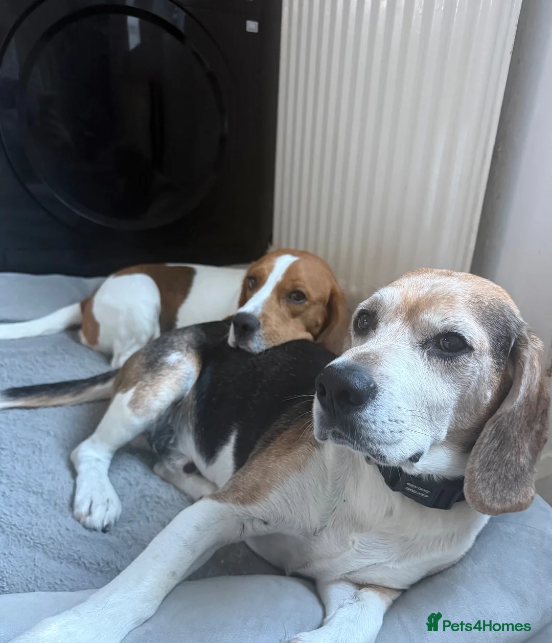Beagle dogs for sale: Beagle puppies 🐶🐾 - Advert 10