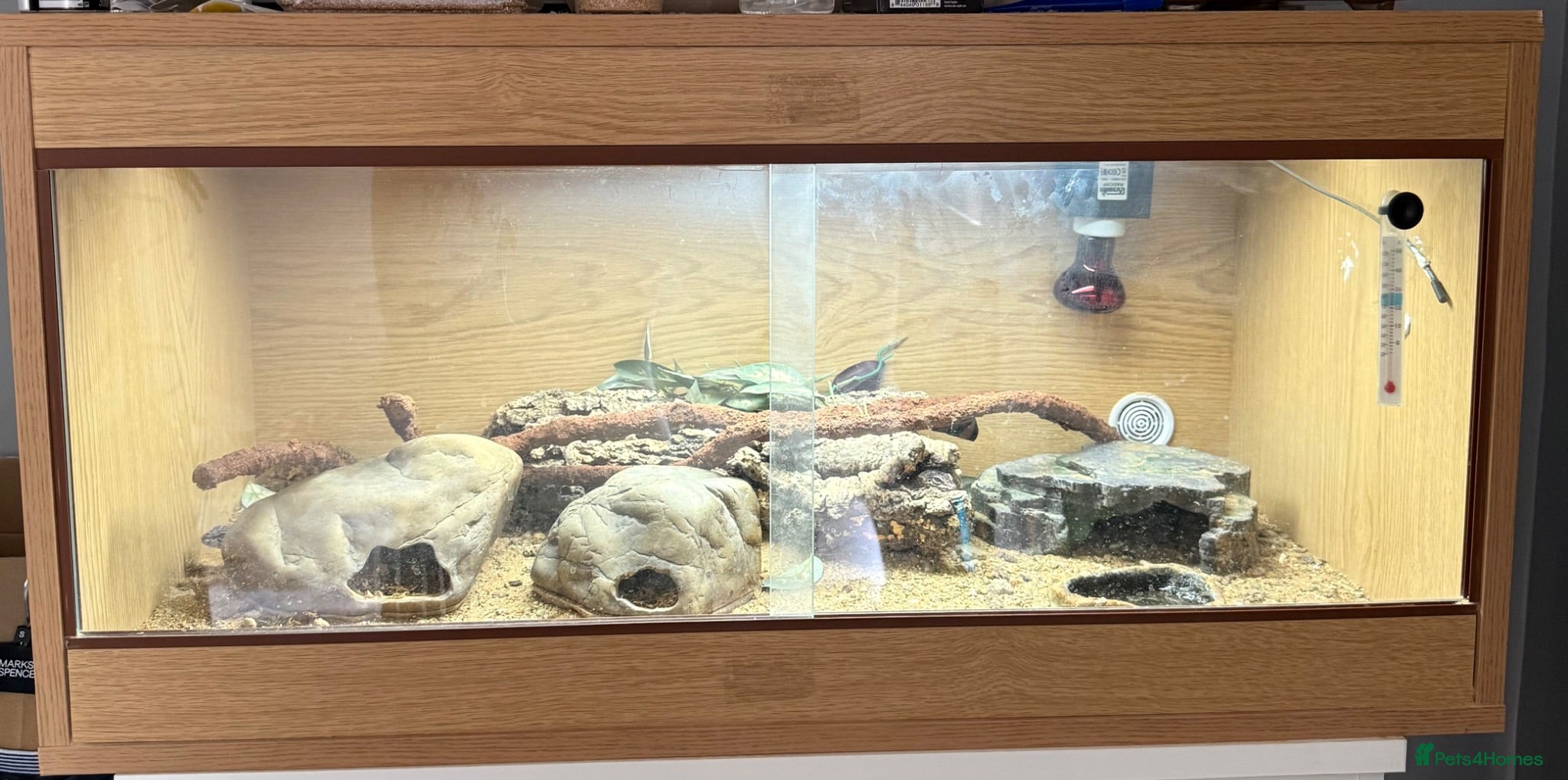 Leopard Gecko reptiles Leopard Gecko - Advert 1