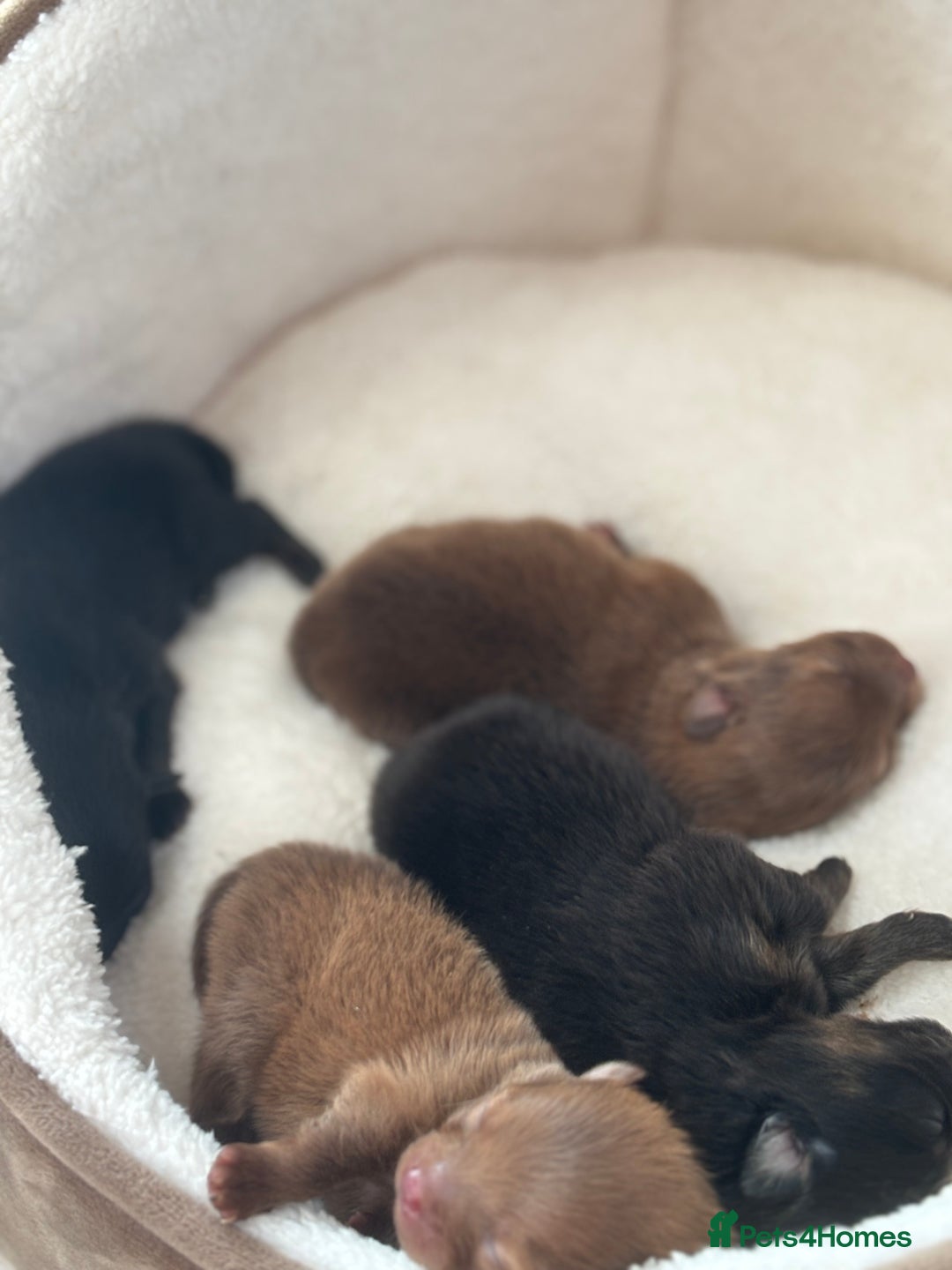 Pomeranian dogs for sale: Pomeranian puppies - Image 2