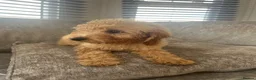 Cockapoo dogs for sale: Teddy bear cockapoos  - Advert 4