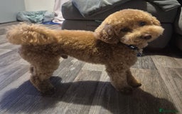 Poochon dogs for stud: Stunning Male poochon for stud  - Image 1