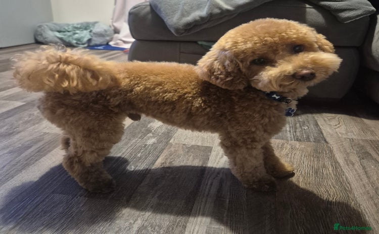 Poochon dogs - Advert 1