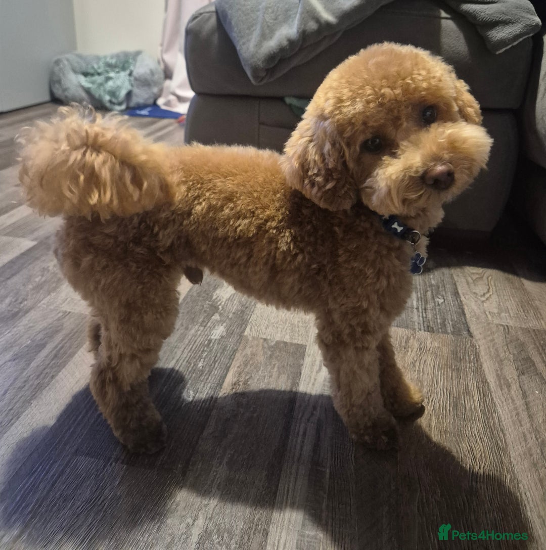 Poochon dogs for stud: Stunning Male poochon for stud  - Image 1