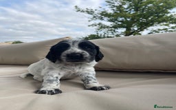 Sprocker dogs for sale: Sprocker Spaniel Puppies - Image 8