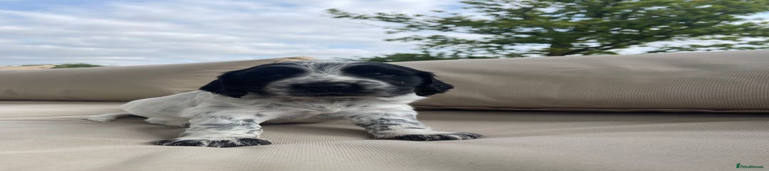 Sprocker Puppy 1