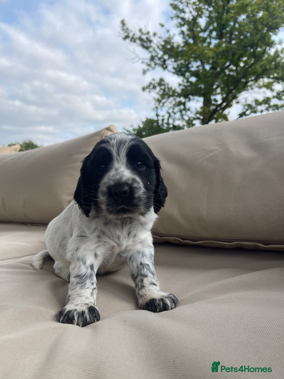 Sprocker dogs for sale: Sprocker Spaniel Puppies - Image 8