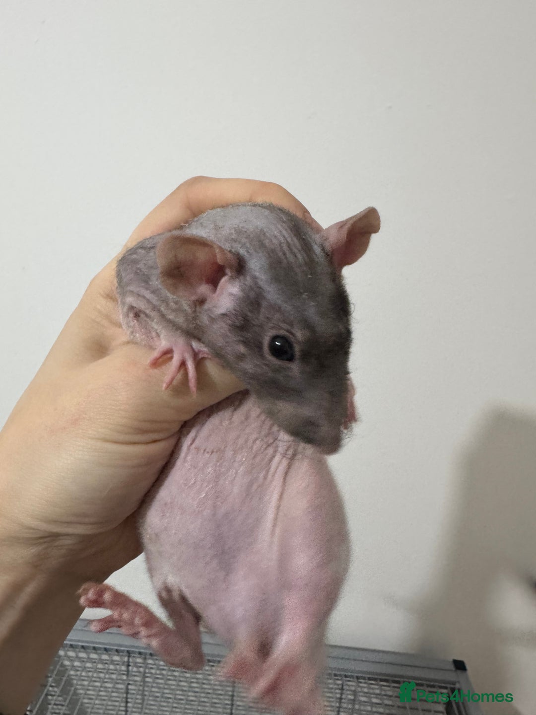 Rat rodents for sale: Baby rats dwarf and nude - Advert 10