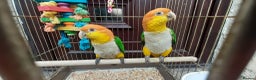 Parrots birds for sale: Yellow caique 4/5 years old  - Advert 1