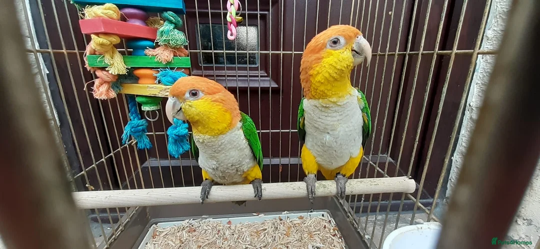 Parrots birds for sale: Yellow caique 4/5 years old  - Advert 1