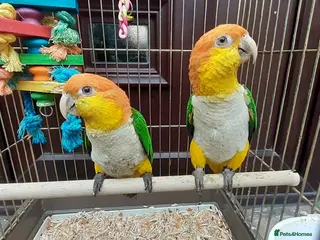 Parrots birds Yellow caique 4/5 years old - Advert 16