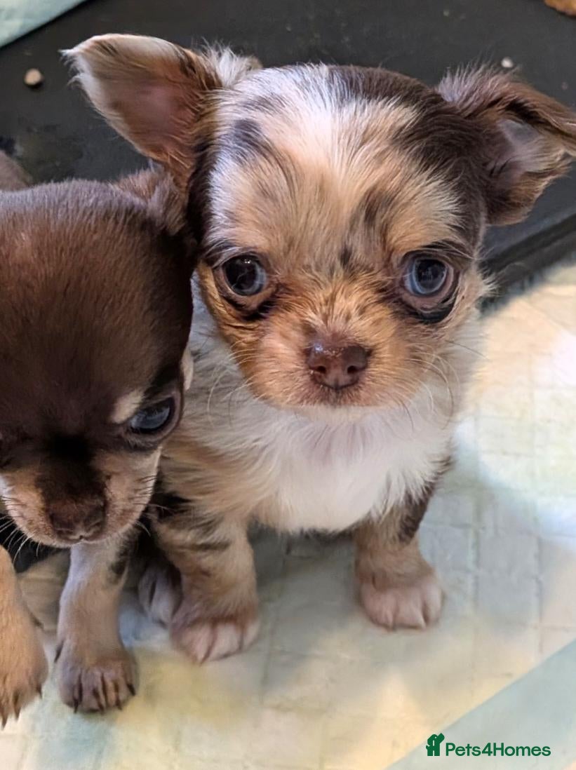 Chihuahua dogs Chihuahua Puppies  - Advert 2
