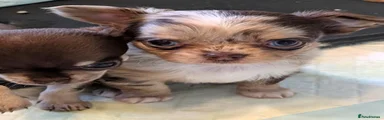 Glitch