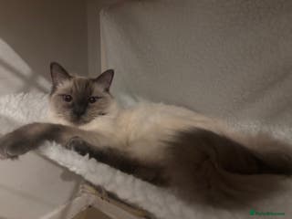 Ragdoll cats Dutches 9 month old - Advert 1