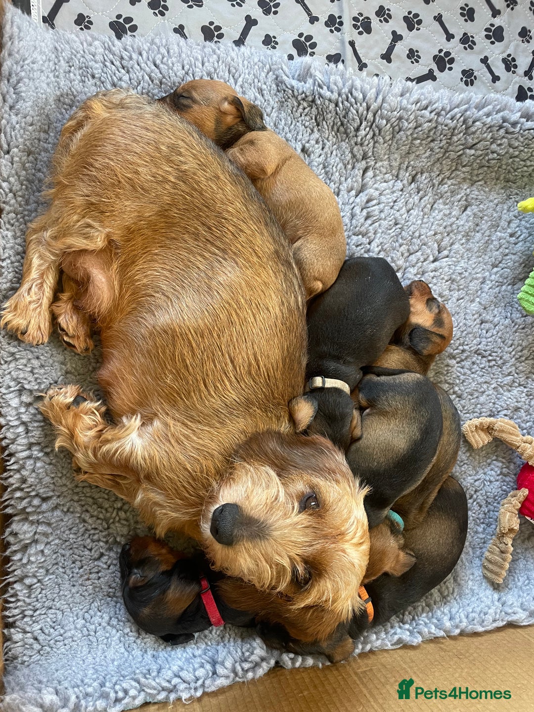 Dachshund dogs for sale: Excellence in every paw print Exceptional litter.  - Image 1