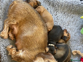 Dachshund dogs - Advert 9