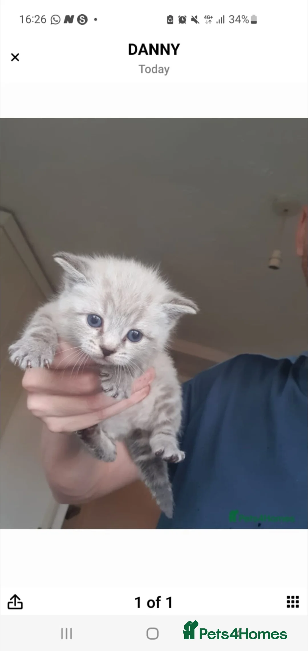 Ragdoll cats for sale: Beautiful white and grey ragdoll kitten - Advert 4