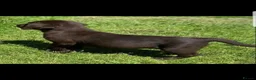 Labrador Retriever dogs for sale: Chocolate Labrador puppies in Billingshurst - Advert 5