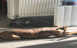 Staffordshire Bull Terrier dogs for sale: Urgent loving home needed for Hazel the staffy  - Image 2