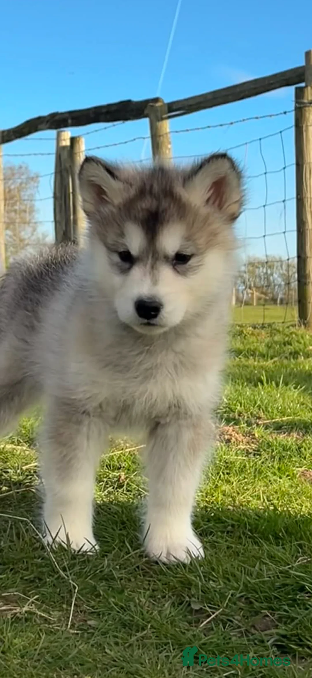 Alaskan Malamute dogs for sale: Alaskan Malamute puppies  in Sittingbourne - Advert 2