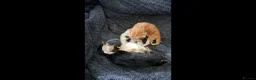 Mixed Breed cats for sale: 2 kittens available 1 boy 1 girl - Advert 2