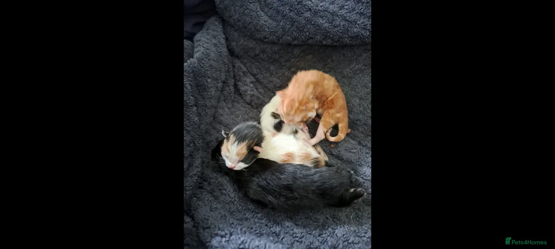 Mixed Breed cats for sale: 2 kittens available 1 boy 1 girl - Advert 2