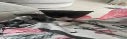 Mixed Breed cats for sale: Adorable playful kittens - Advert 4