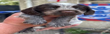 Sprocker 9