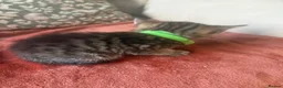 Mixed Breed cats for sale: Lovely tabby kittens  - Advert 5
