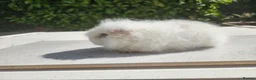 Guinea Pig rodents for sale: Baby male swiss guinea pigs  - Advert 11