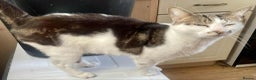 Mixed Breed cats for sale: 3 cats for sale  - Advert 4