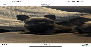 French Bulldog dogs - Advert 13