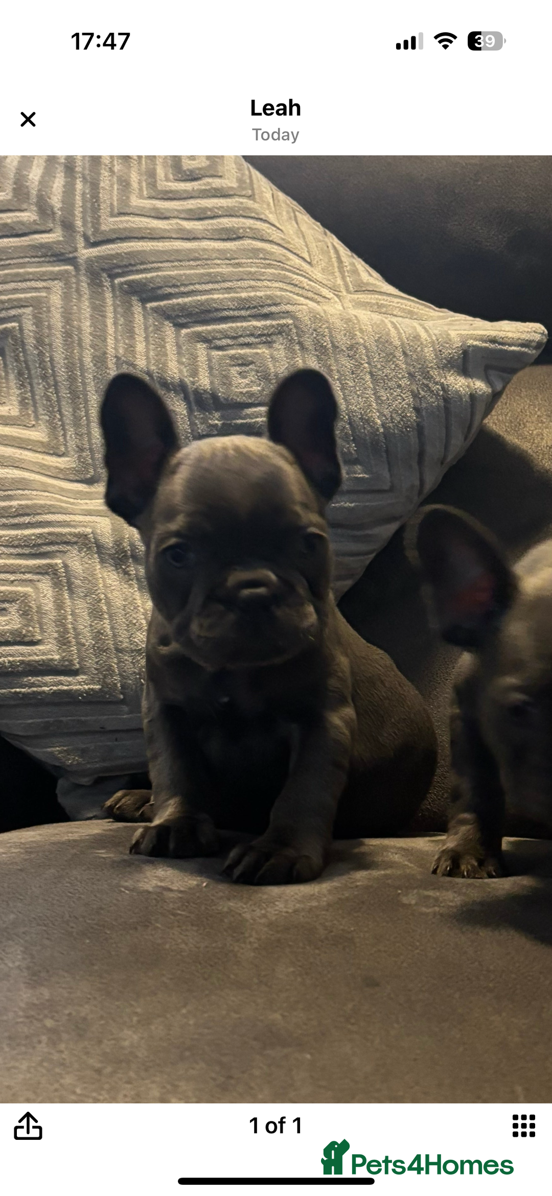 French Bulldog dogs for sale: French bulldogs puppies  - Image 2