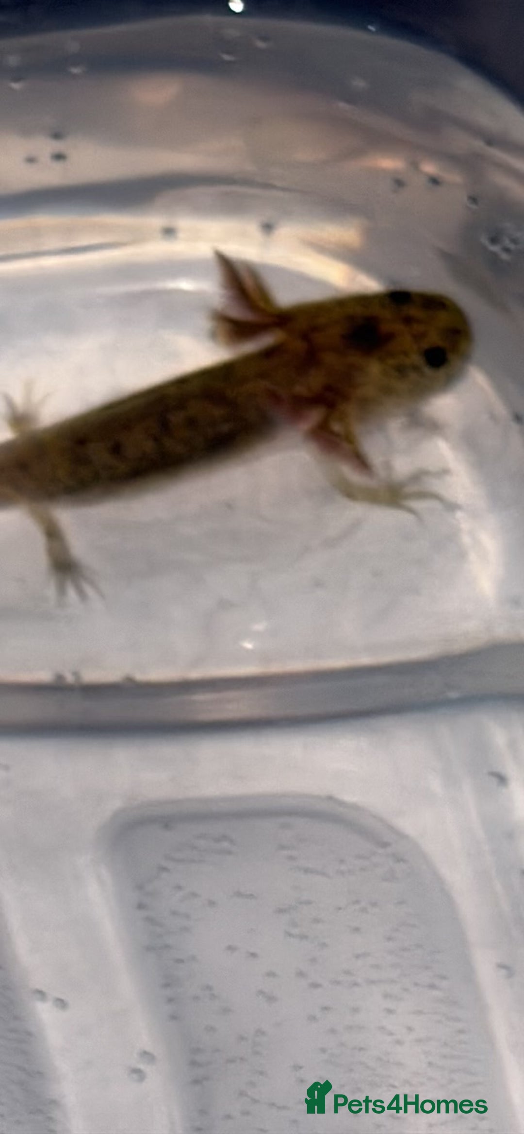 Axolotl reptiles for sale: Juvenile axolotl  - Advert 2