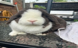 Mini Lop rabbits for sale: 2 retired breeding does - Image 1