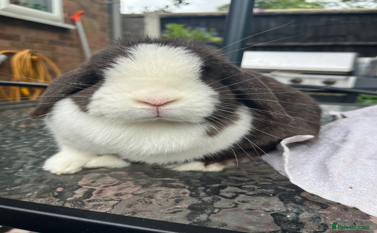 Mini Lop rabbits - Advert 12