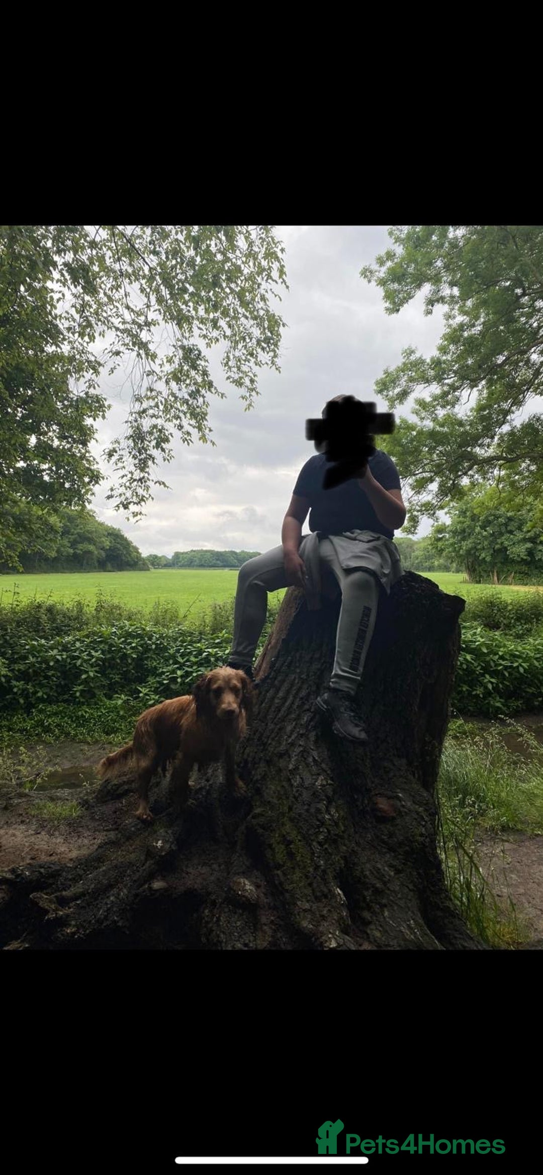 Cocker Spaniel dogs for sale: KC FTCH working cocker spaniel puppy’s  - Image 11