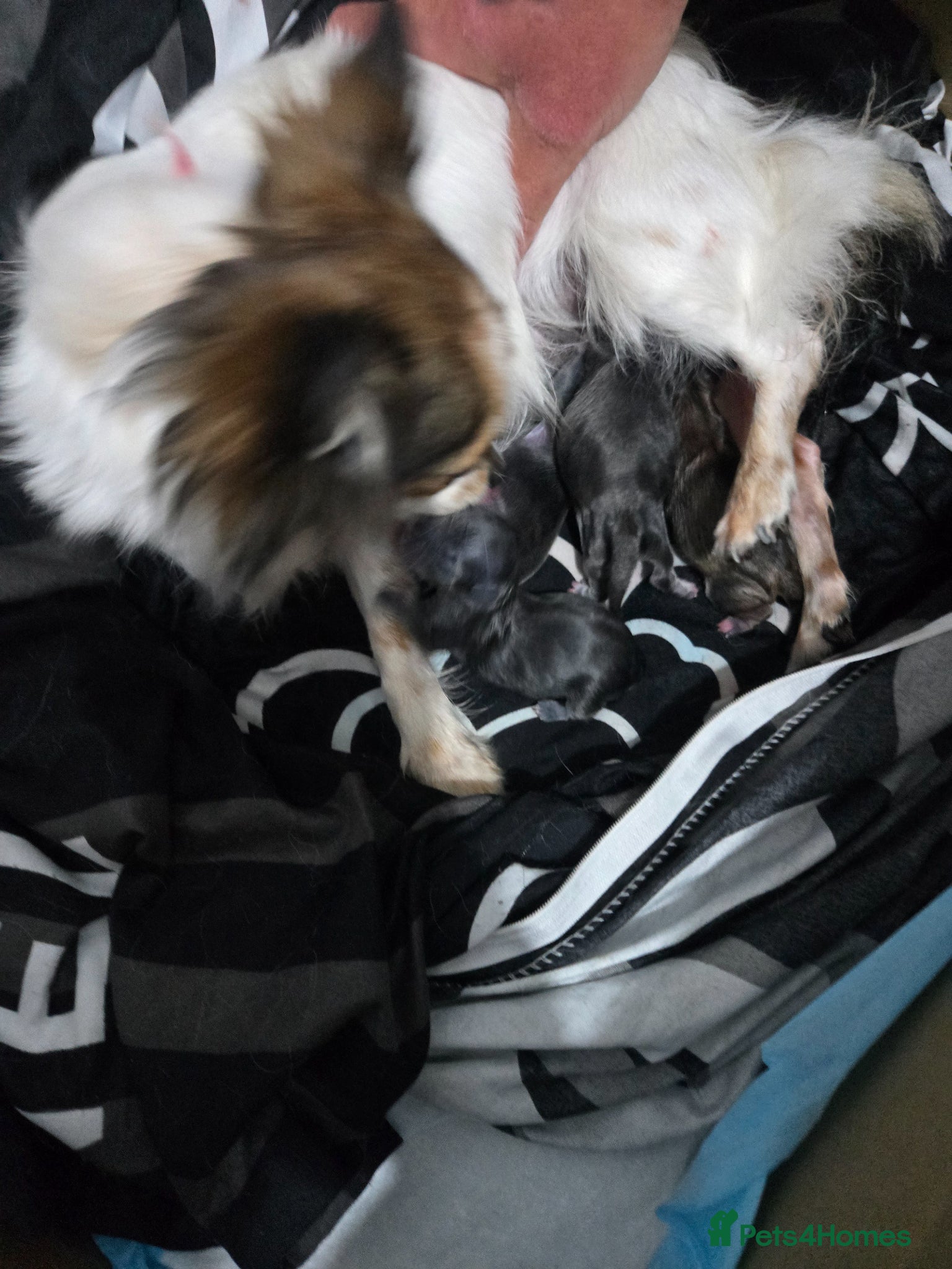 Chihuahua dogs Absolutely beautiful chihuahua puppies - Advert 6