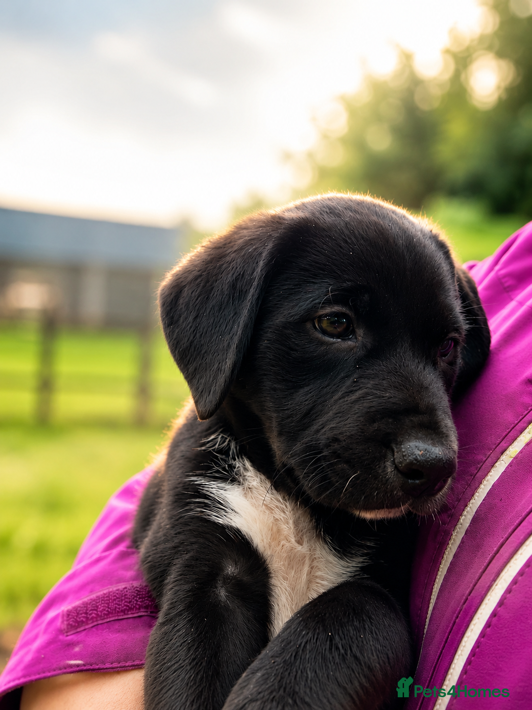 Mixed Breed dogs Huntaway x Border Collie pups, only two left! - Advert 2