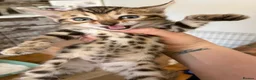 Bengal cats for sale: 4 Gorgeous Bengal Kittens ready for reservation  - Advert 25