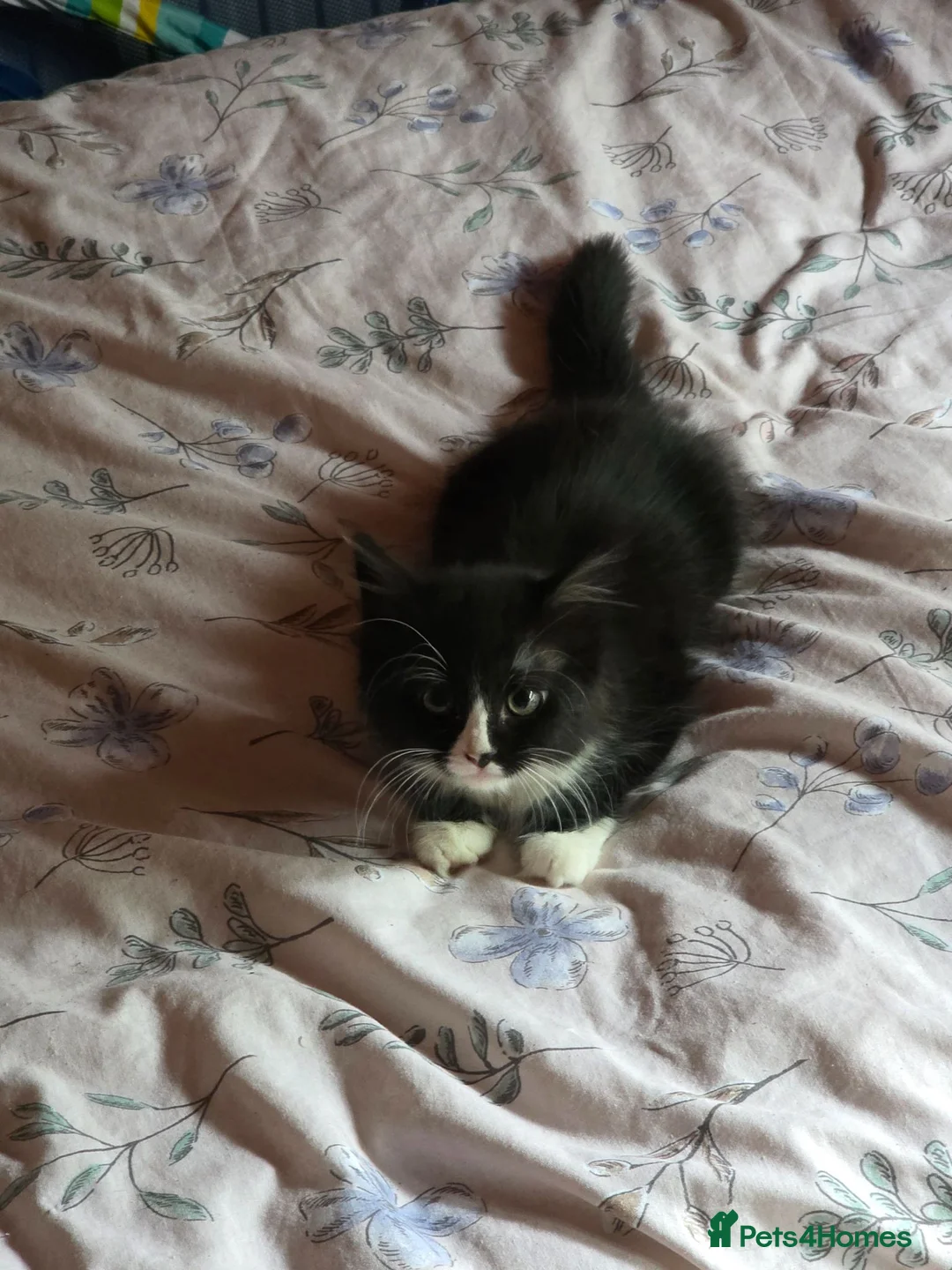 Mixed Breed cats for sale: Kittens for sale  in Southampton - Advert 2