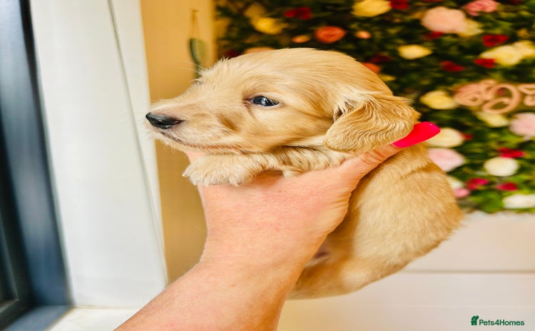 Miniature Dachshund dogs - Advert 1