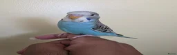 Budgerigars birds for sale: Super friendly hand tamed baby budgies for sale  - Advert 9