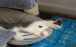Domestic Shorthair cats for sale: Kittens available for adoption - Image 10