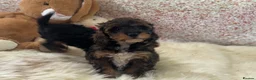 Cavapoo dogs for sale: Stunning cavapoo puppies - Advert 3
