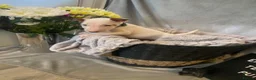 English Bull Terrier dogs for sale: 🐾✨ STUNNING ENGLISH BULL TERRIER PUPPIES ✨🐾 - Advert 16