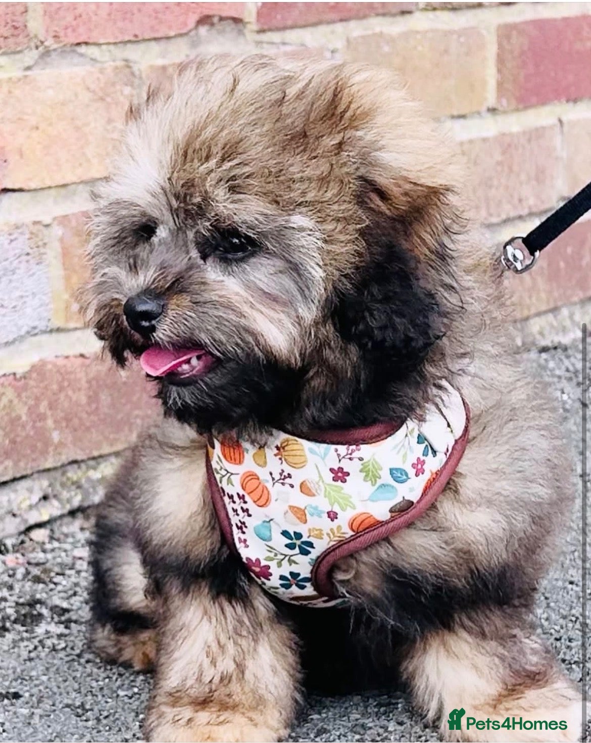 Shihpoo dogs WAITING LIST Toy shihpoo puppies  - Advert 1