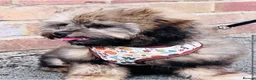 Shihpoo dogs for sale: WAITING LIST Toy shihpoo puppies  - Advert 2