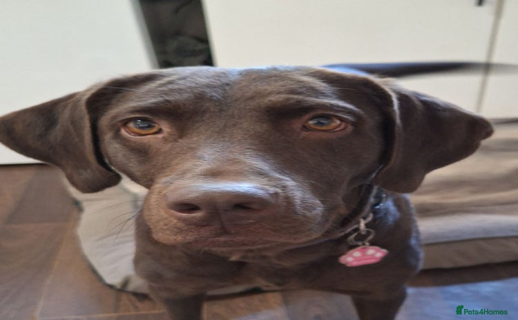 Labrador Retriever dogs - Advert 4