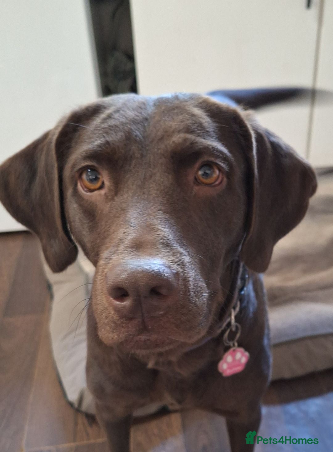 Labrador Retriever dogs for sale: Gorgeous chocolate female lab - Image 1